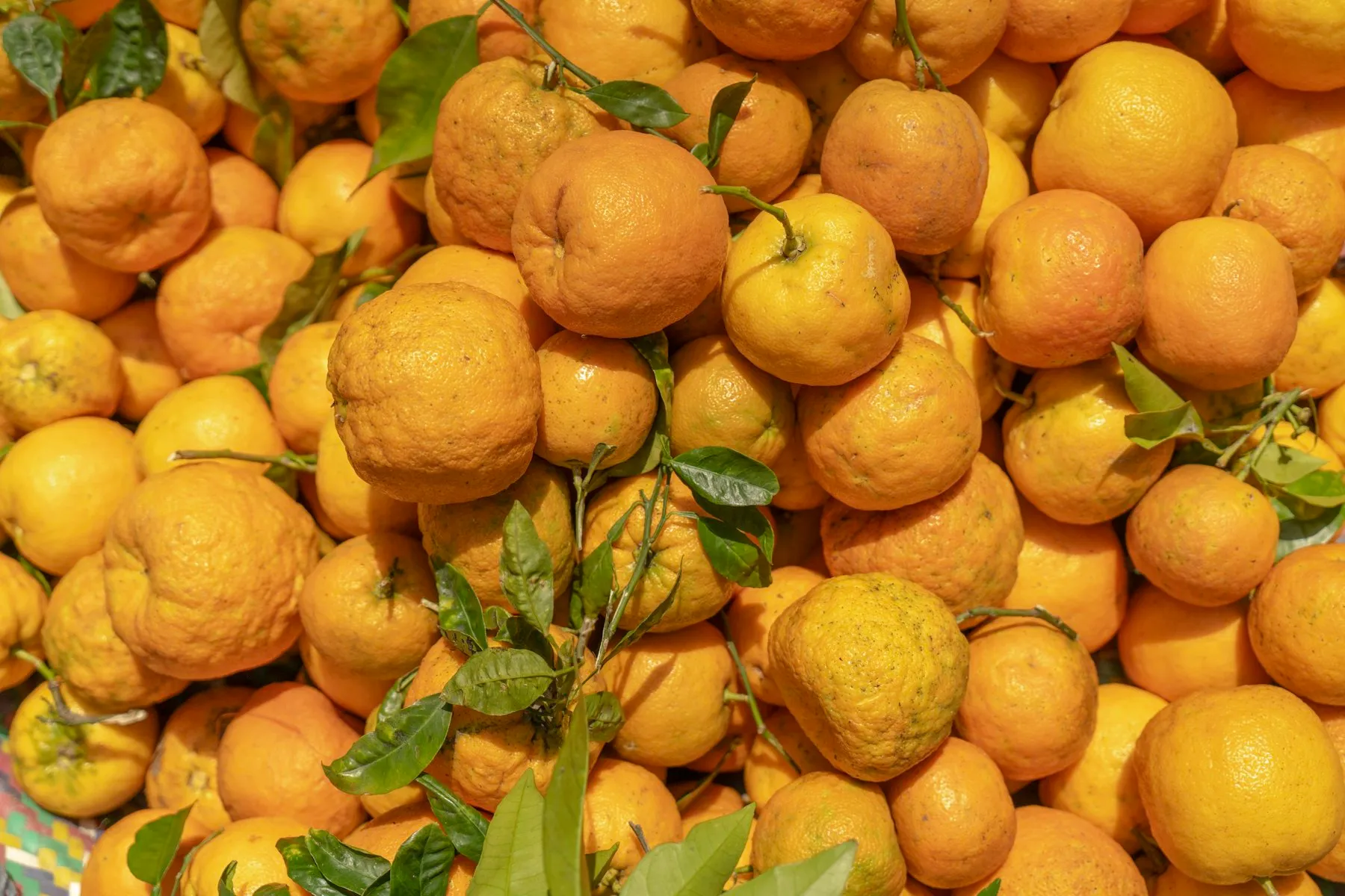 Agrumi e marmellata